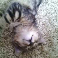 Михаил Строганов