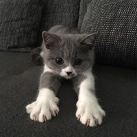 Нурик Шурик