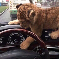 Даниил Ромаданов