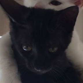 Даниил Кошечко